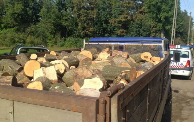 Budila: Descindere la un „cărăuș” de lemne. 41 de transporturi ilegale