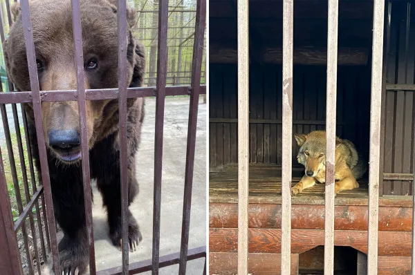 Ursul Balik şi lupoaica Elza, în drum spre Braşov