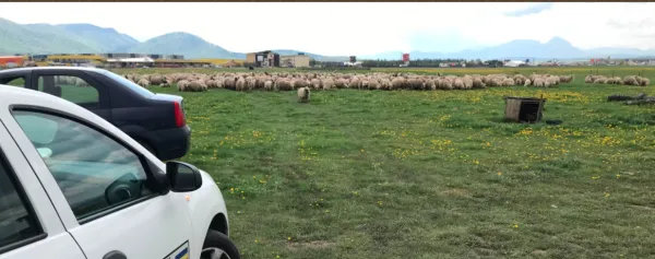 Codlea, Dumbrăvița,Vlădeni, din stână, în stână: ce nu fac ciobanii din Brașov