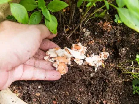 De ce să nu arunci cojile de ouă