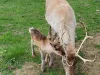 Familia de reni a Braşovului s-a mărit