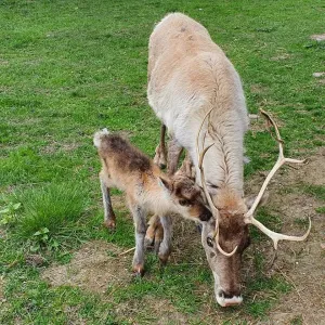 Familia de reni a Braşovului s-a mărit
