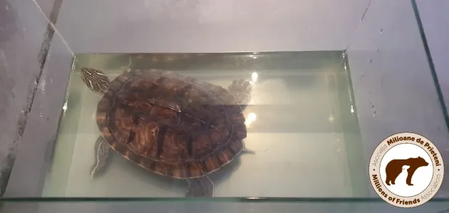 „Casă” cu plajă şi piscină, pentru broaştele ţestoase abandonate de braşoveni