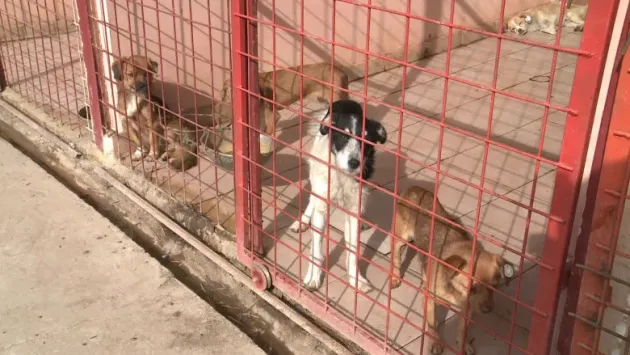 Razie a „Poliţiei Animalelor”, o femeie a rămas fără trei câini
