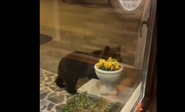 Cu ursul la ușă!