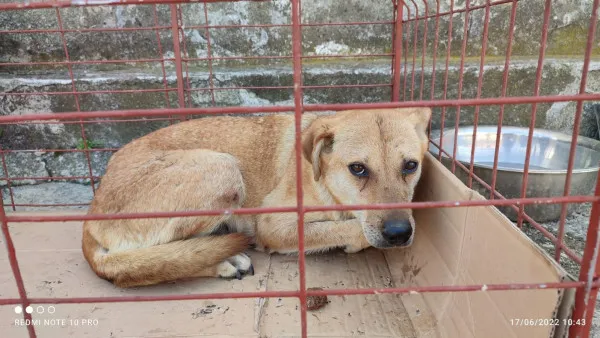 Doar 2 braşoveni au cerut sterilizarea câinilor într-o săptămână