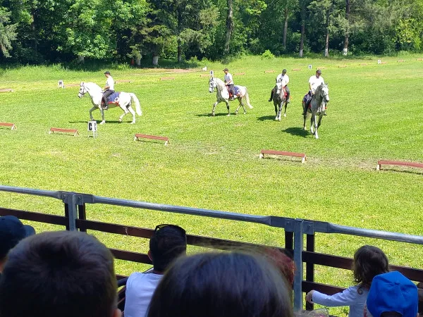 Cât de valoroşi sunt lipiţanii de la Sâmbăta de Jos?