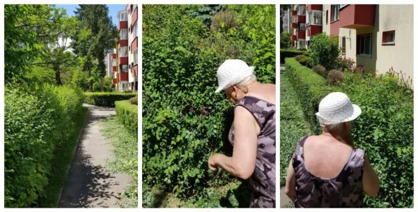 O lecţie pentru Coliban, de la o braşoveancă de 76 de ani