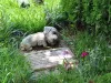 Cimitir pentru „prietenii blănoşi” la Braşov