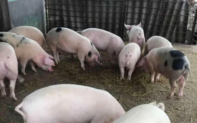1.200 de lei pe scroafă