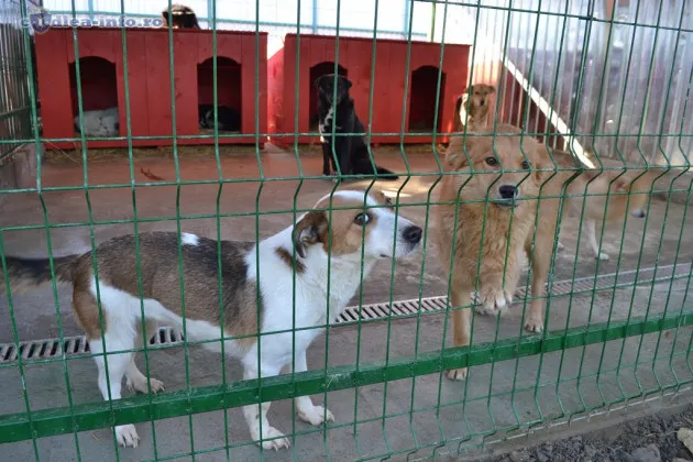 Nouă câini fără stăpân, capturaţi în şapte zile, la Râşnov