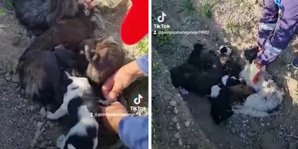 Se caută „călăi de animale”: 16 câini, îndesaţi în 2 saci, duşi… să moară