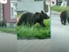 Urs, la gară