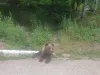Caţa: Muşcat de urs, s-a târât până acasă