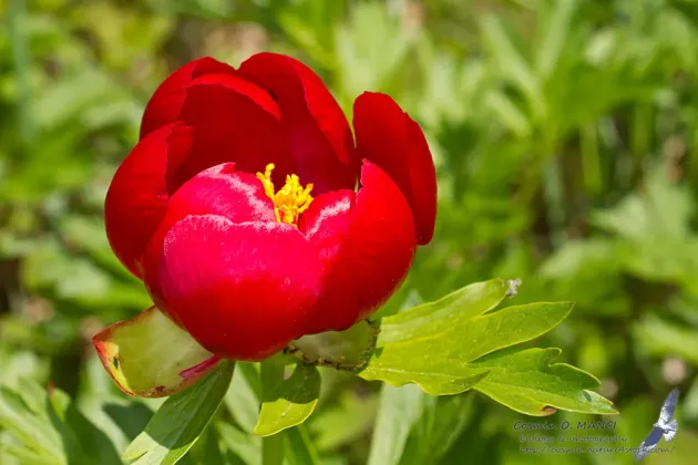 Prin lege: Bujorul, floarea naţională a României 