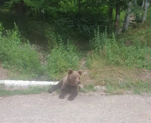 Caţa: Muşcat de urs, s-a târât până acasă