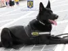 Sărbătoriţi de ziua lor: Cei 5 câini, „angajaţi” poliţişti de la Braşov