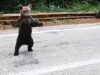 Ursul care voia îmbrăţişat