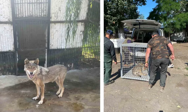 Akela, al treilea „ucrainean” la Zărneşti