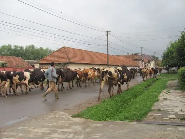 7 din cele 11 vaci dispărute de la Mândra au fost găsite, erau într-o cultură de afine