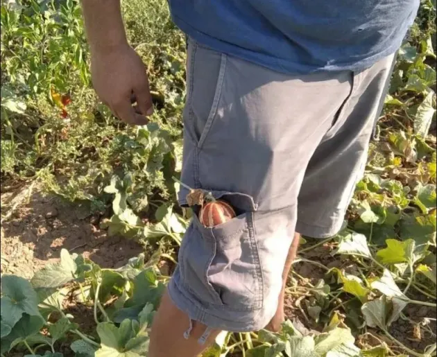 Au apărut pepenii „de buzunar”