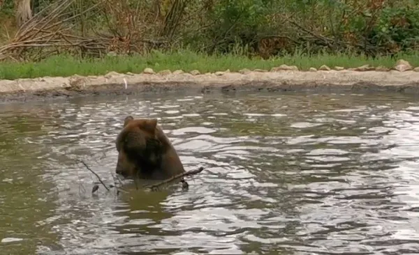 Bolik, „refugiat” cu casă piscină