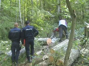 „Mai mulţi bărbaţi” erau doi puştani, cu 21 de copaci  