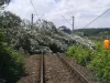 Prea mulţi arbori periculoşi pe marginea căilor ferate