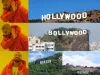 Cine are nevoie de Hollywood?