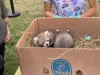 Cei doi panda roşu vă aşteaptă la Zoo Braşov, „de ziua lor”