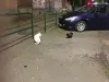 Braşovul a scăpat de „maidanezi”, s-a umplut de „maidaneze”
