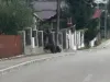 Flagrant: Urşi la mere