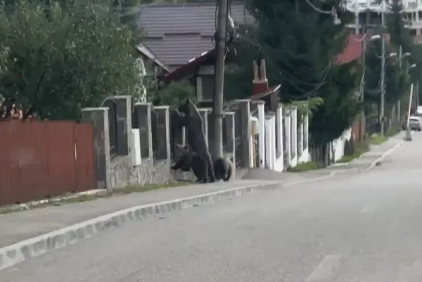 Flagrant: Urşi la mere