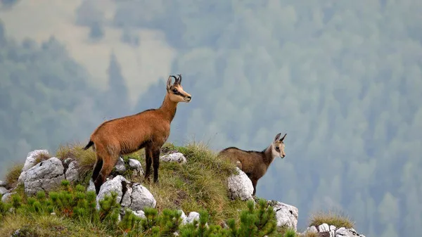 Romsilva a pregătit 3.662.820 lei pentru un „recensământ” al animalelor din Piatra Craiului