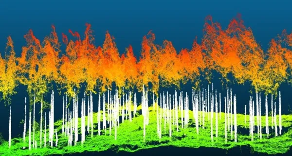 Cât carbon este stocat de pădure?