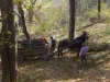 Razie Braşov – Tărlungeni cu „filtre” pentru cărăuşii de lemne