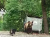 Câţi urşi intră în Braşov şi pe unde
