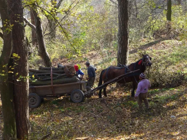 Razie Braşov – Tărlungeni cu „filtre” pentru cărăuşii de lemne