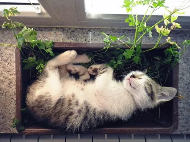 …ţii căţelul/pisica departe de plantele din ghivece