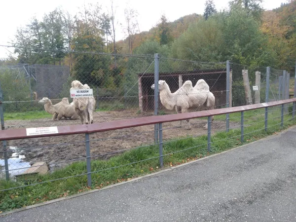 A fost ziua lor, a animalelor şI a celor care le îngrijesc