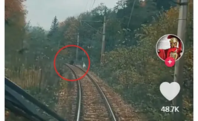 Familie de urşi, în faţa trenului: Filmaţi în direct de un mecanic de locomotivă, între Predeal şi Timişu de Sus  