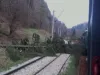 Peste 1.000 de arbori periculoşi, pe căile ferate Predeal - Dârste şi Vlădeni Ardeal - Şercaia