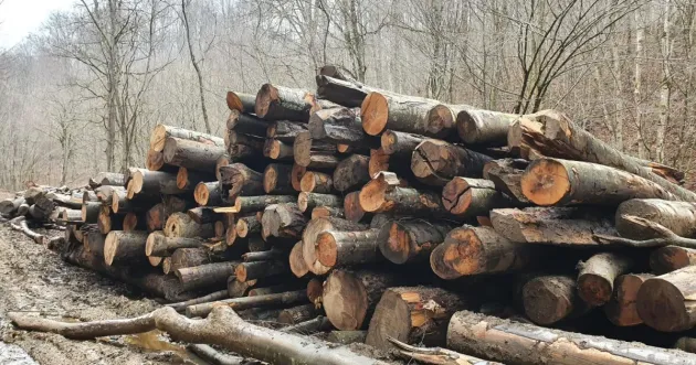 Exportul de buşteni:10 ani de prohibiţie