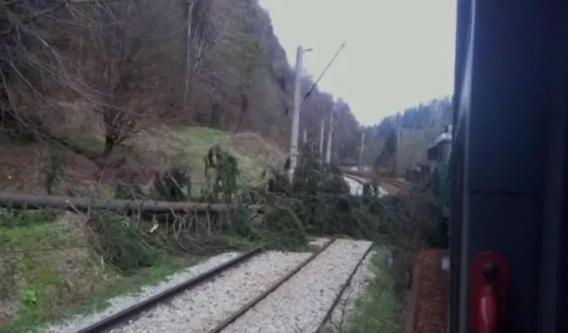 Peste 1.000 de arbori periculoşi, pe căile ferate Predeal - Dârste şi Vlădeni Ardeal - Şercaia