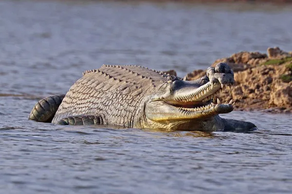 Crocodilii din Făgăraş