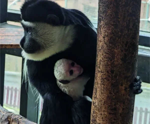 Un pui de maimuţă colobus, cel mai nou membru al Zoo Braşov