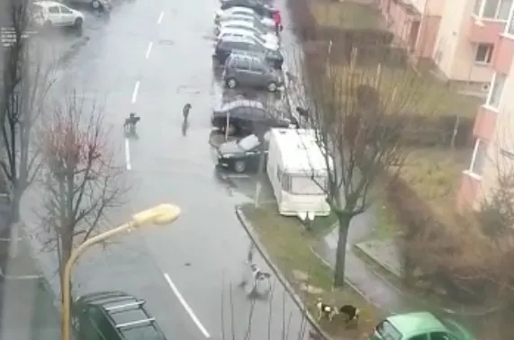 AMP Braşov cere controale la proprietarii de câini
