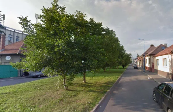 Direcţia Agricolă Braşov: 5.000 de lei dacă tai un nuc, tot atât şi pentru un castan