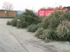 Brazii de Crăciun ai braşovenilor, transformaţi în biomasă