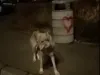 Un câine cu „blană de lup” a băgat spaima în oraş